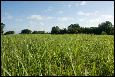 pasture