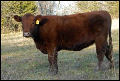 cattle