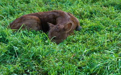 calf
