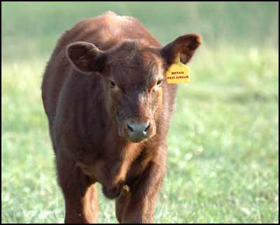 Calf