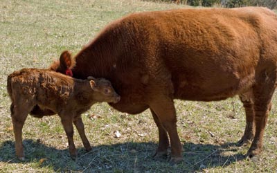 cattle